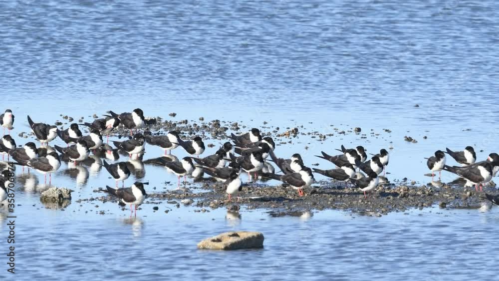 Black Skimmers Sitting on an Island in the Marsh Black Skimmers Sitting on an Island in the Marsh