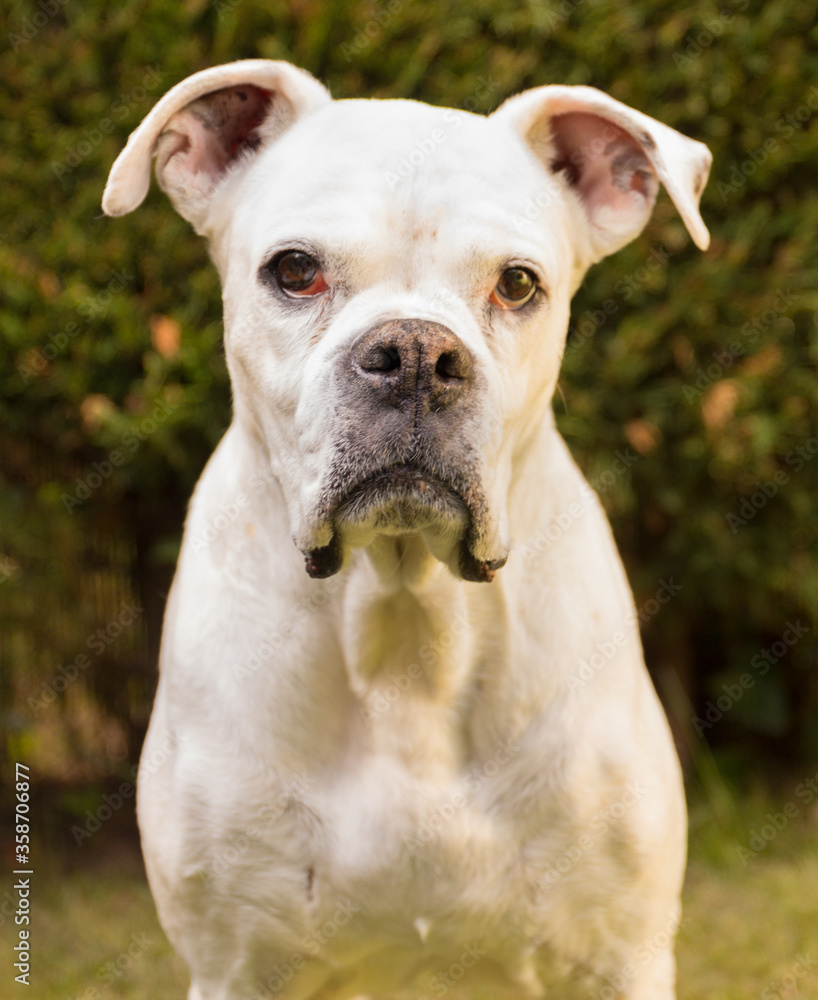 White boxer dog looking at the camera