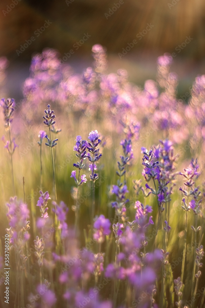 Obraz premium Lavender close-up on a blurry background. Selective and soft focus. The lavender field blooms in summer. Image of lavender with a copy of the space for prints, decor, Wallpaper, posters.