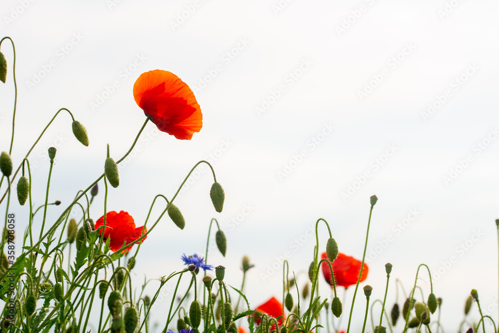 Obraz premium red poppy flower on the green plain