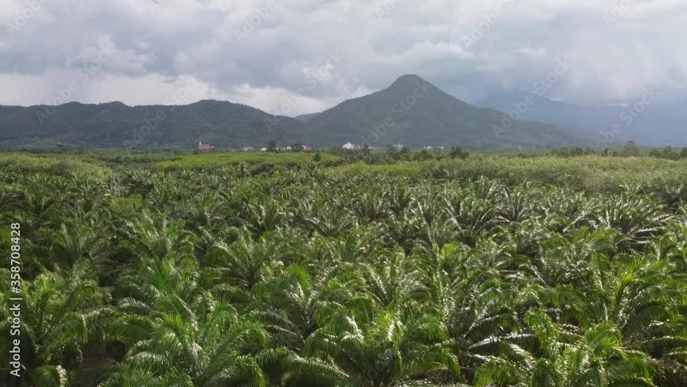 Aerial view of coconut palm land with mountain background. copy space provided. Aerial view of coconut palm land with mountain background. copy space provided.