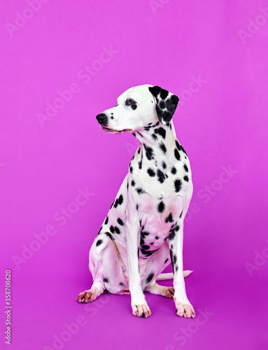 dalmatian puppy