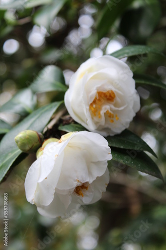 White Flowers Blossoming