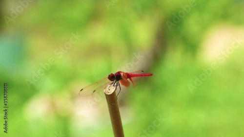Dragonfly red scarlet darter male insect outdoors with nature background, insect wildlife footage.