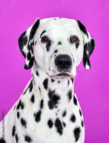 portrait of a dalmatian dog © Ira Bachinskaya
