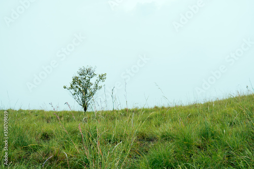 A tree with a misty mountain background in Mount Tambora, Sumbawa Island, Indonesia photo