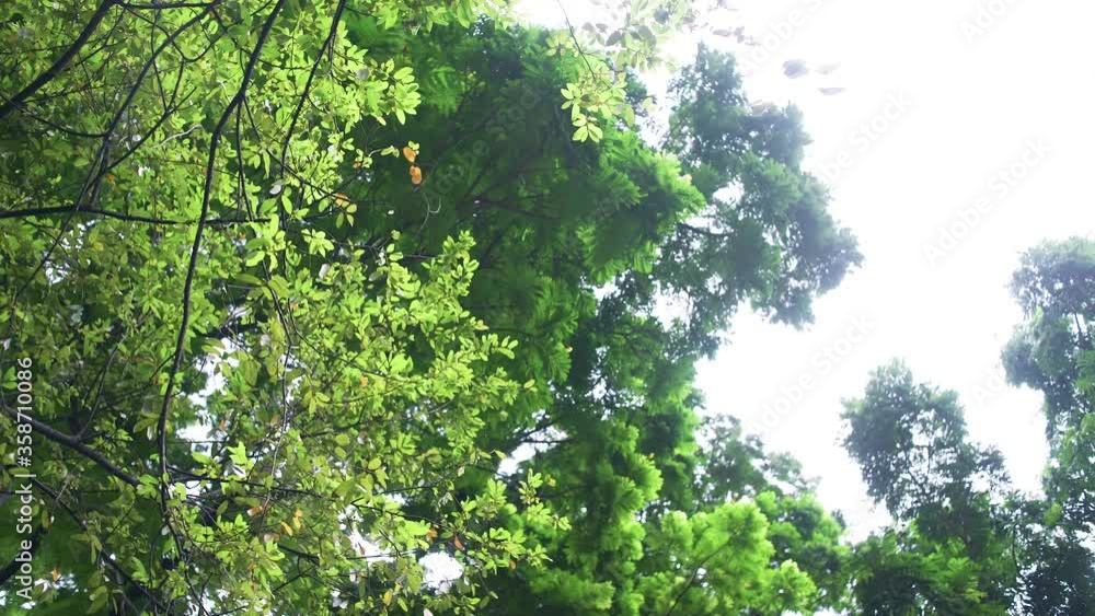 Panning Camera, Strong Wind Against Green Foliage Tree Panning Camera, Strong Wind Against Green Foliage Tree