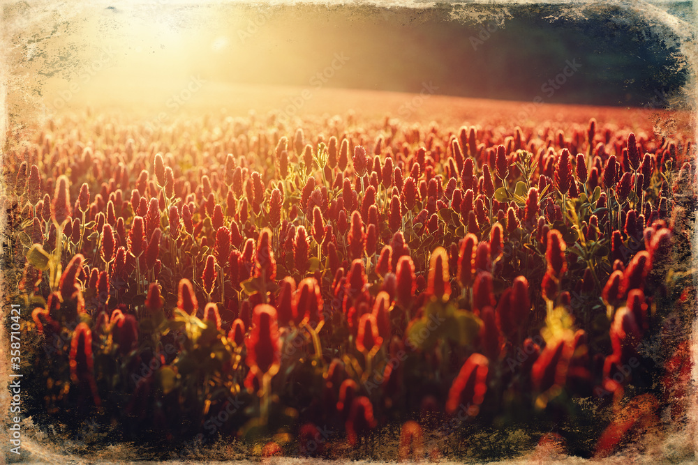 Beautiful flowering meadow at sunset, Red flowers meadow.