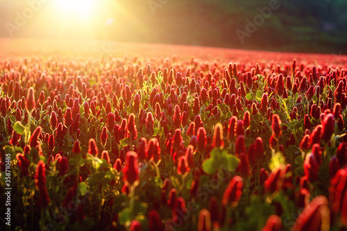 Beautiful flowering meadow at sunset, Red flowers meadow.