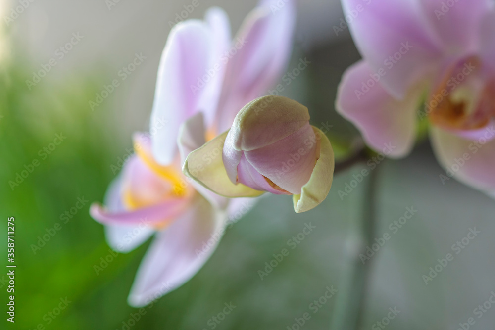 Fototapeta premium Pink Phalaenopsis or Orchid flower.