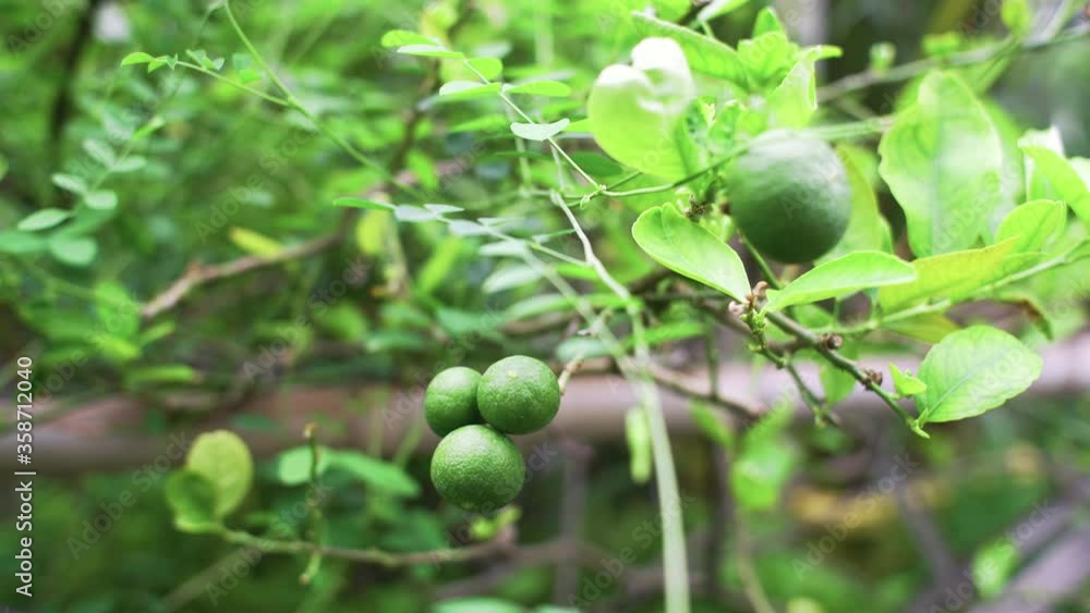 Green Lime Fruit, Good for Ingredient Food and Drink Green Lime Fruit, Good for Ingredient Food and Drink