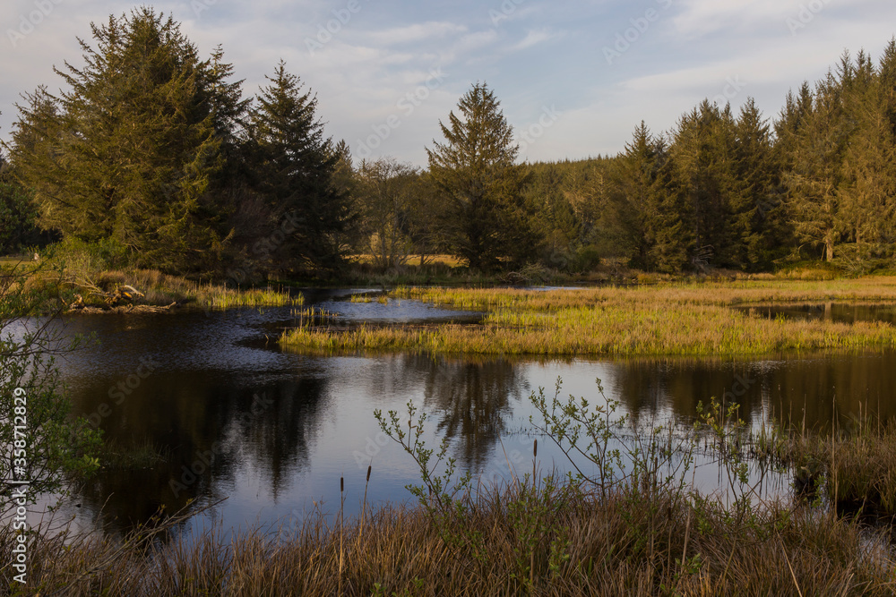 A small pond in the forest during sunset. The reeds in the foreground. Vegetation forms an island in the middle of a reservoir A small pond in the forest during sunset. The reeds in the foreground. Vegetation forms an island in the middle of a reservoir