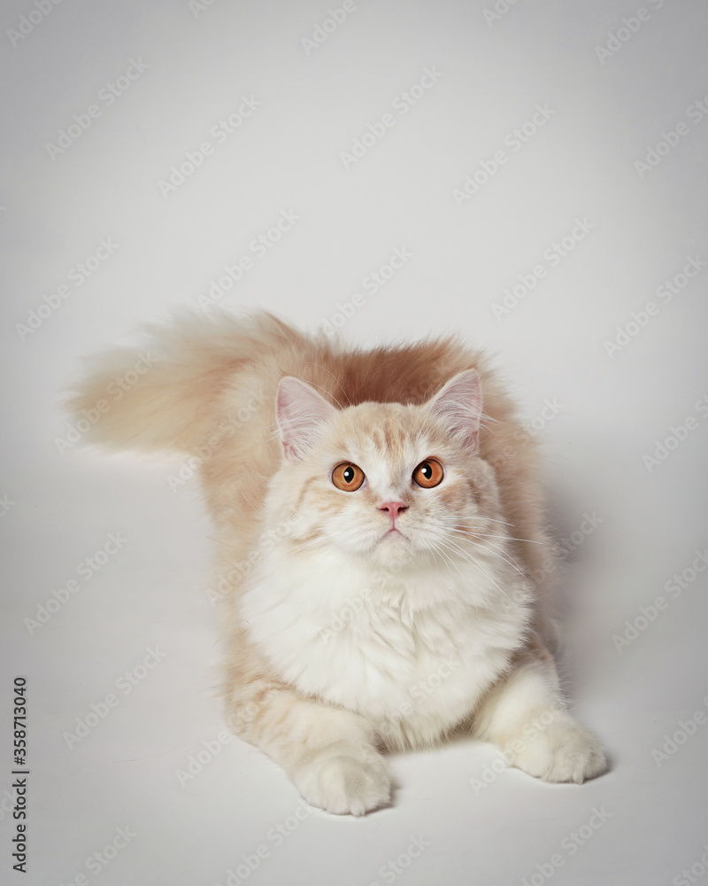 white orange persian cat