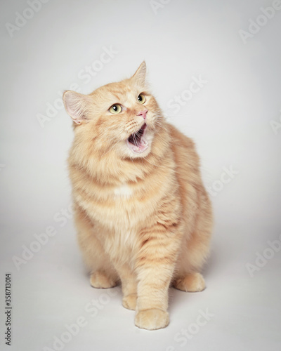 Persian cat that opens its mouth is sleepy. Persian cats like humans show fatigue with their mouth yawning. a sleepy cat who wants to go to sleep.
