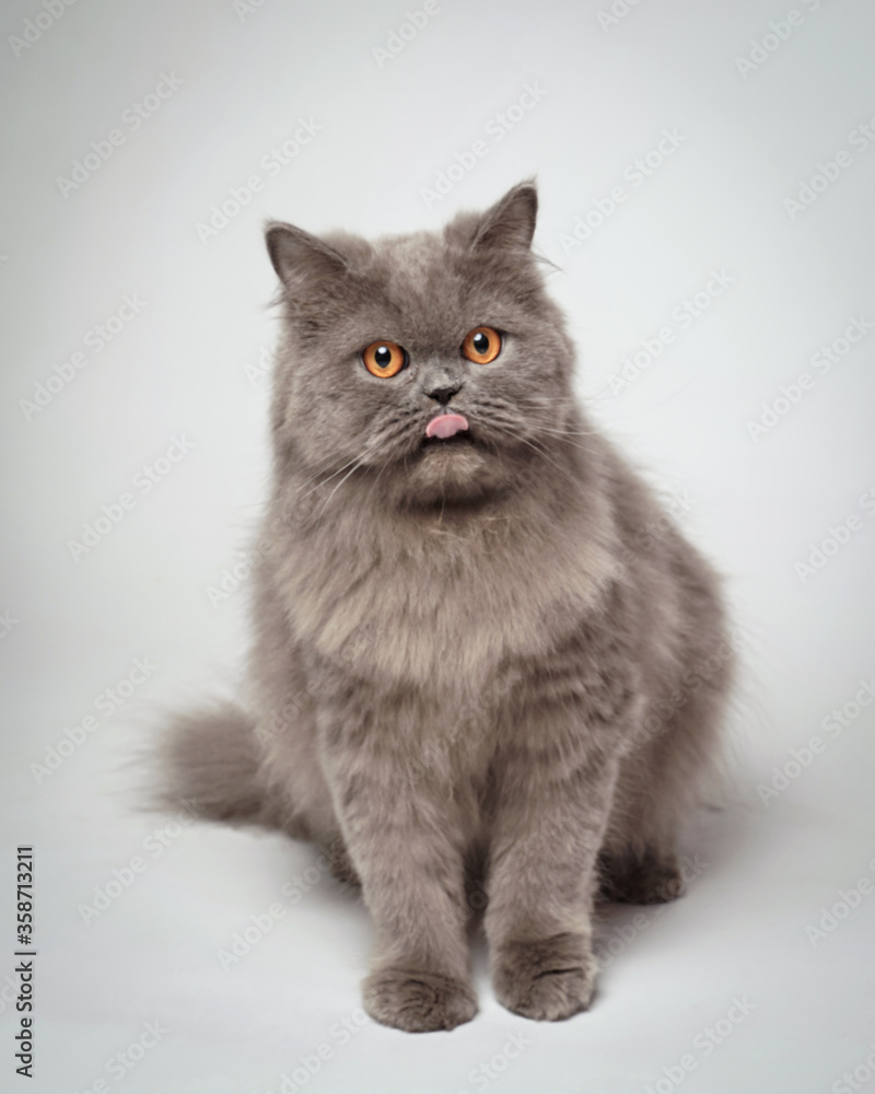 Persian cat is licking. Persian cat sticks out its tongue like a human. the cat seemed to be greeting with its tongue sticking out. cat expression is funny, like mocking.