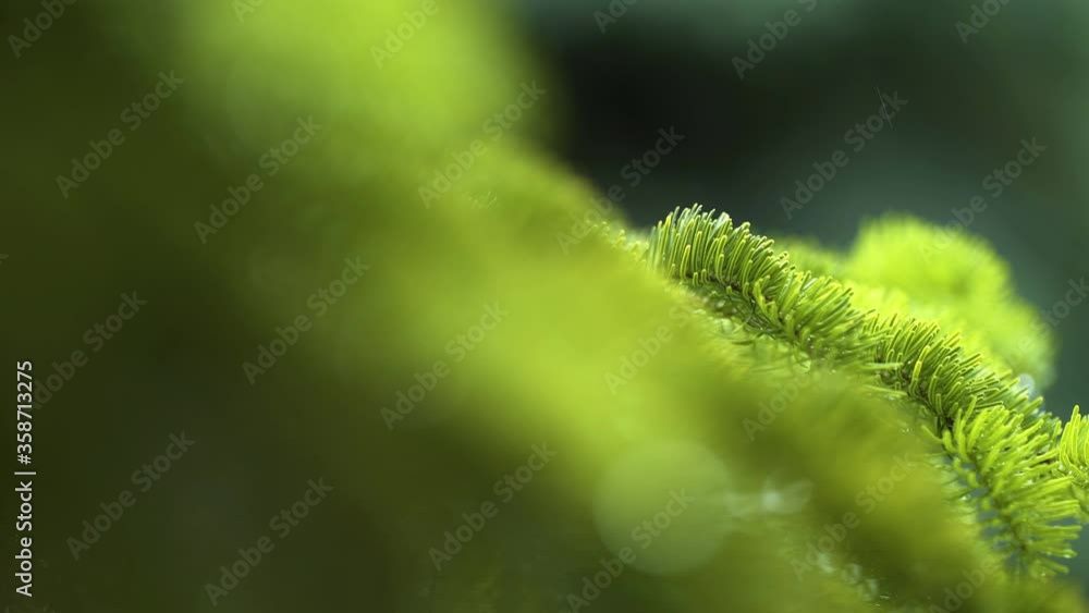 Wet fresh green pine tree needles. It is raining.ree needles. Wet fresh green pine tree needles. It is raining.ree needles.