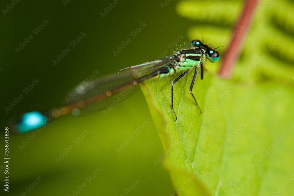 A blue tailed damselfly (Ischnura elegans) standing on a leaf (macro lens, close up) A blue tailed damselfly (Ischnura elegans) standing on a leaf (macro lens, close up)