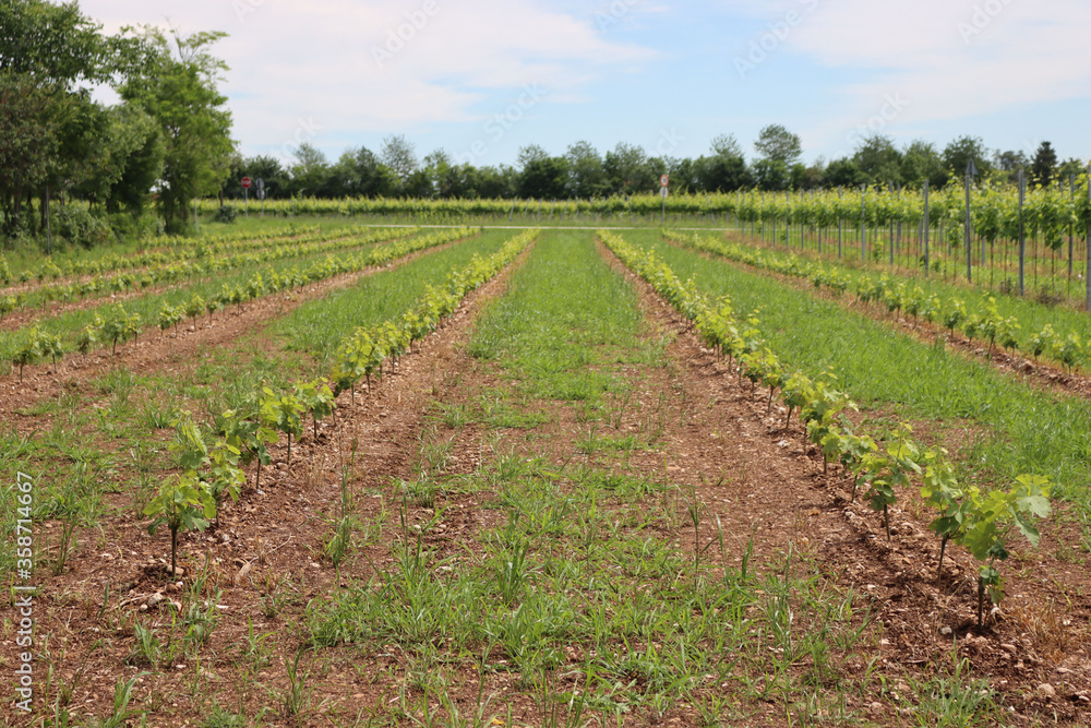 Young green Vine plants growing in the field on a sunny day. Cultivated Vitis vinifera 