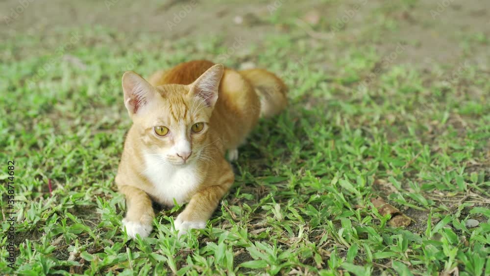 Portrait Orange Cat Sitting on Green Grass in Park Portrait Orange Cat Sitting on Green Grass in Park