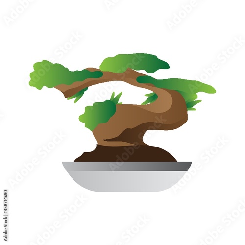 bonsai tree