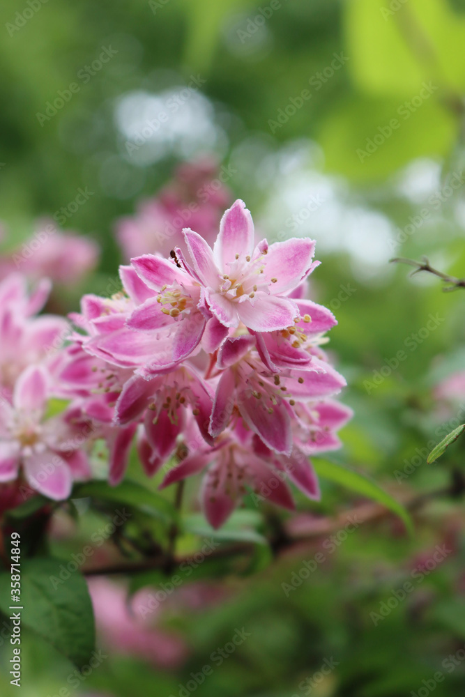Fototapeta premium Close-up of Deutzia Tourbillon Rouge pink flowers. Deutzia bush in bloom