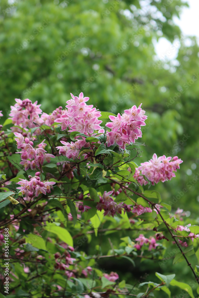 Close-up of Deutzia Tourbillon Rouge pink flowers. Deutzia bush in bloom Close-up of Deutzia Tourbillon Rouge pink flowers. Deutzia bush in bloom