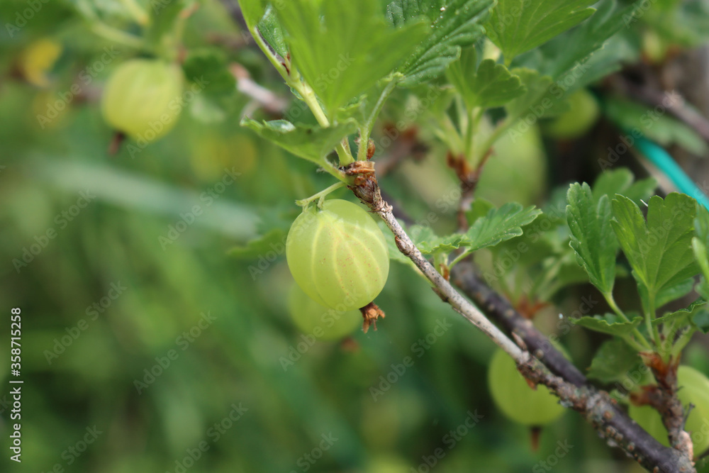 Unripe green gooseberry fruit on a branch. Ribes uva-crispa on summer Unripe green gooseberry fruit on a branch. Ribes uva-crispa on summer