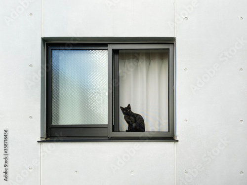 くろねこと壁 Black cat and white wall 