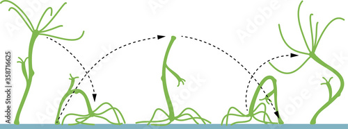 The freshwater hydra and its mode of locomotion