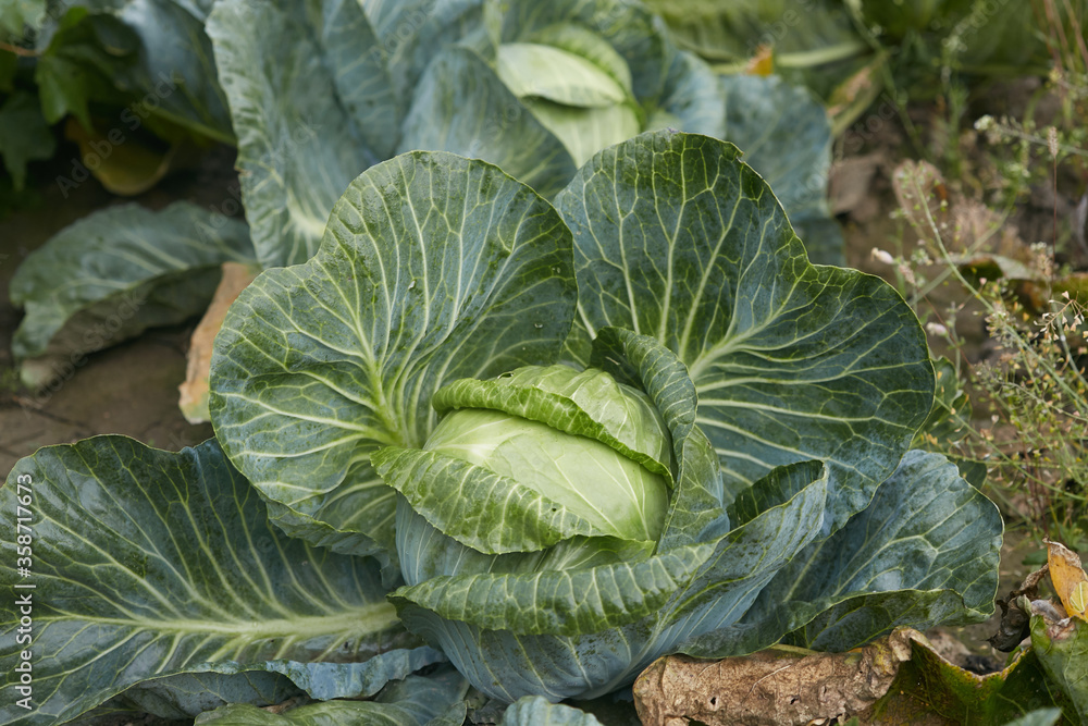 a good harvest of white cabbage in autumn field. a good harvest of white cabbage in autumn field.