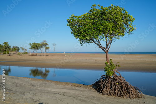 Mangrove and mangrove roots at low tide, at Casuarina Beach near Darwin, Northern Territory, Australia