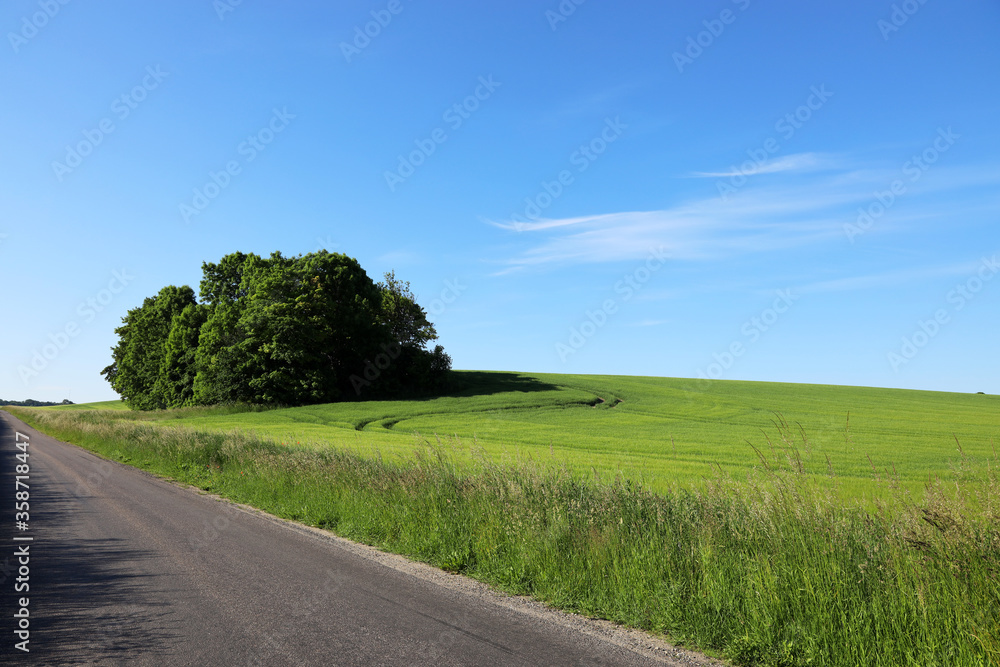 Danish country road with beautiful fields and trees in the side
