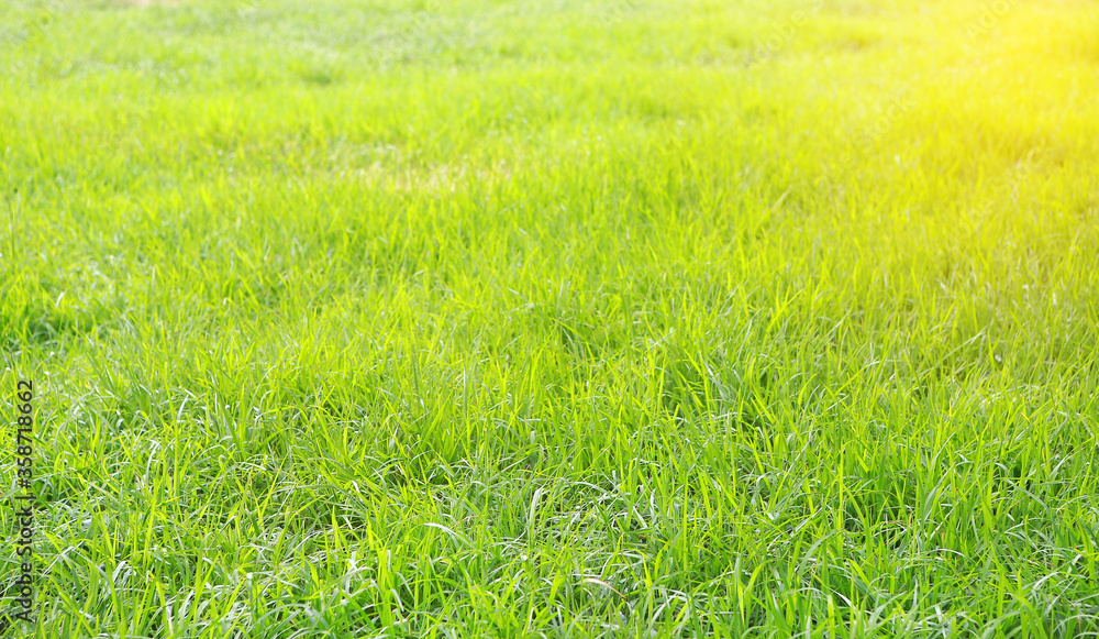 Green grass texture background with sunlight Green grass texture background with sunlight