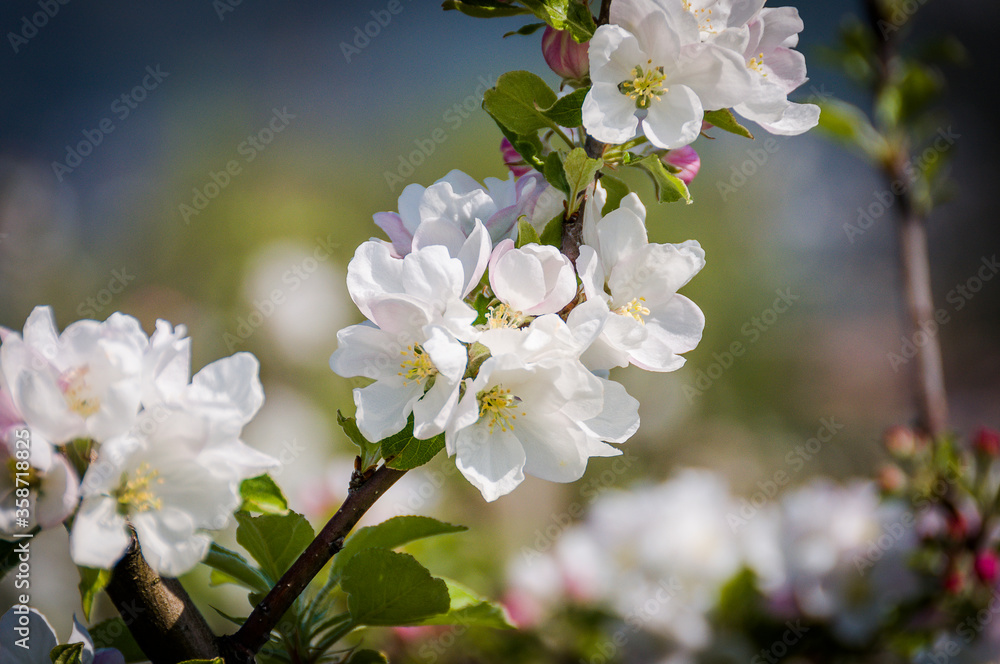 Baselland, Apfelblüte, Apfelbaum, Blüte, Kernobstgewächse,  Rosengewächse, Obstbaum, Landwirtschaft, Frühling, Frühlingsgefühle, Schweiz