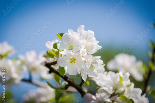 Baselland, Apfelblüte, Apfelbaum, Blüte, Kernobstgewächse,  Rosengewächse, Obstbaum, Landwirtschaft, Frühling, Frühlingsgefühle, Schweiz © bill_17
