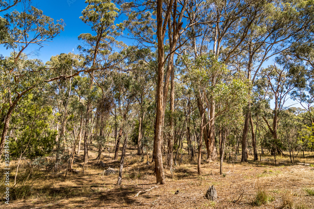 A forest in the Grampians National Park in Victoria, Australia. A forest in the Grampians National Park in Victoria, Australia.