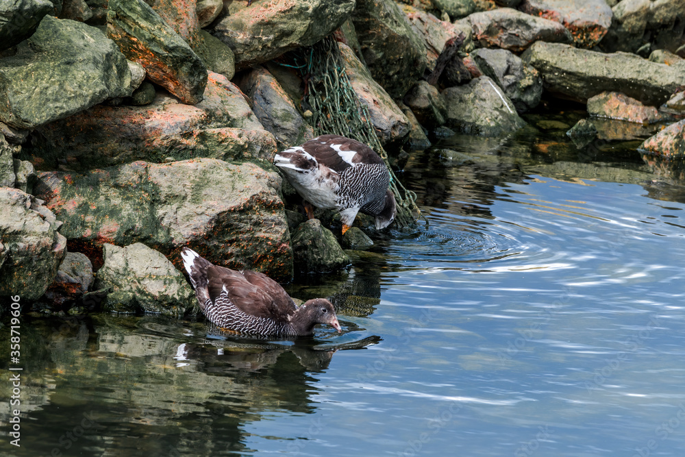 Kelp Goose (Chloephaga hybrida) female gosling on lagoon in Ushuaia, Land of Fire (Tierra del Fuego), Argentina Kelp Goose (Chloephaga hybrida) female gosling on lagoon in Ushuaia, Land of Fire (Tierra del Fuego), Argentina