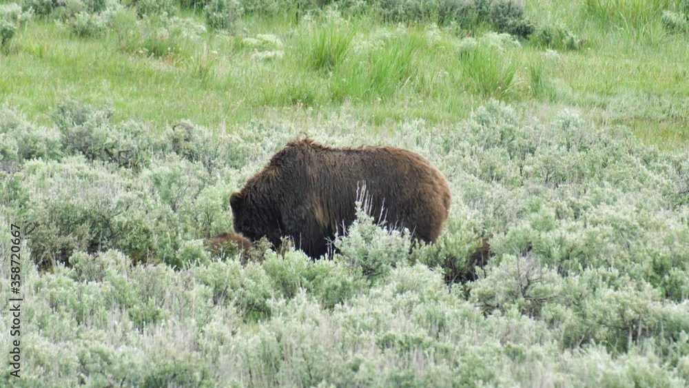 Mother grizzly bear and her two cubs in Yellowstone National Park Mother grizzly bear and her two cubs in Yellowstone National Park