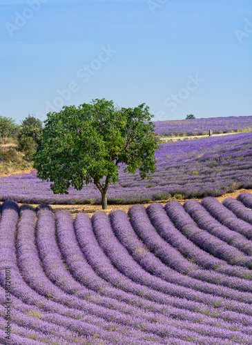 Field of lavender flowers, harvesting .