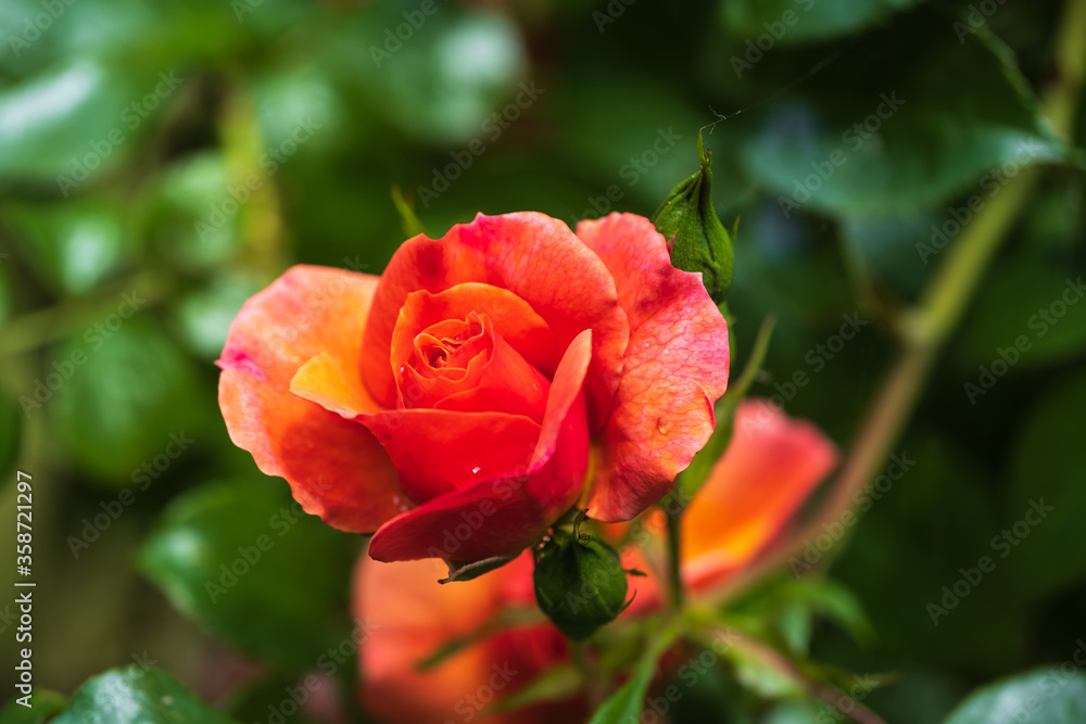 Nahaufnahme einer blühenden Rose Nahaufnahme einer blühenden Rose