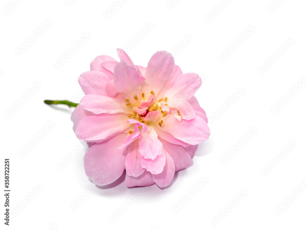 Pink of Damask Rose flower on white background. Pink of Damask Rose flower on white background.