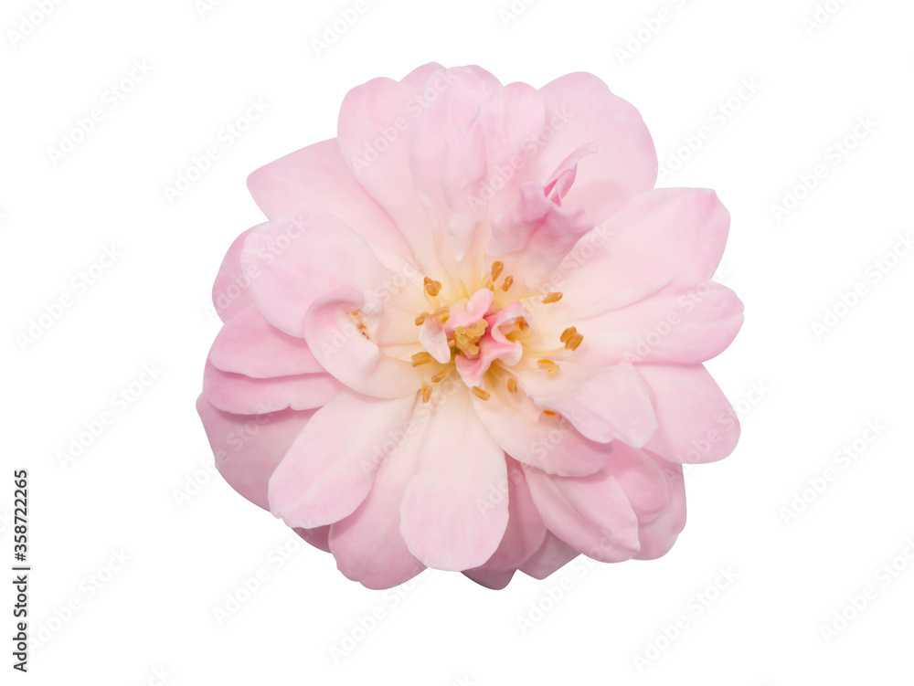 Pink of Damask Rose flower on white background.