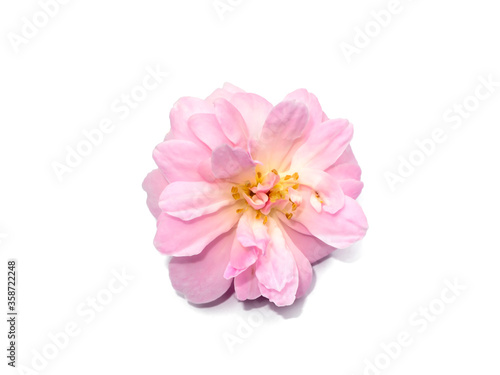 Pink of Damask Rose flower on white background.
