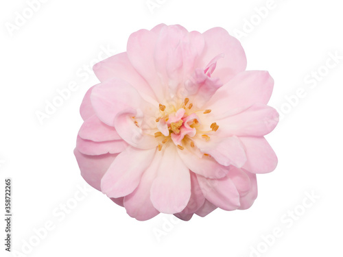 Fototapeta Naklejka Na Ścianę i Meble -  Pink of Damask Rose flower on white background.