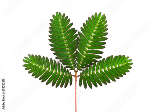 Close up of Sensitive plant or mimosa pudica plant.