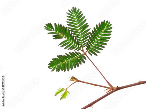 Close up of Sensitive plant or mimosa pudica plant. photo