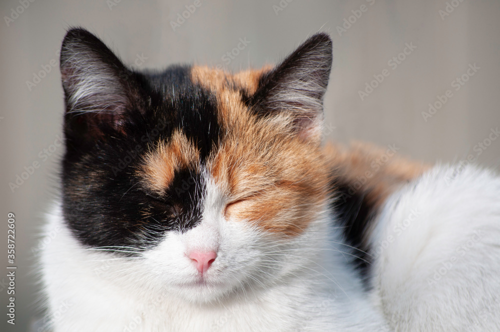 Portrait of a three colors cat with closed eyes, front view, with blurry background