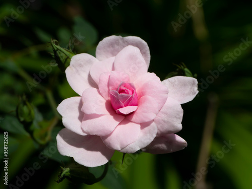 Close up pink of Damask Rose flower with green blur background.