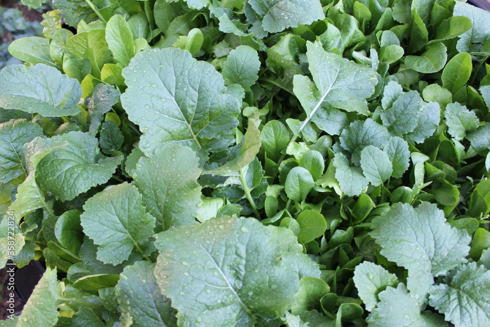Naklejka premium cabbage in the garden