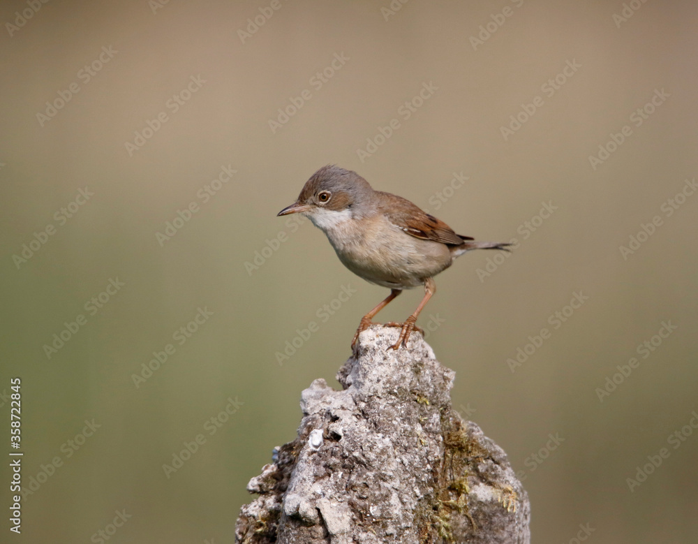 Lesser whitethroat collecting food for its chicks Lesser whitethroat collecting food for its chicks